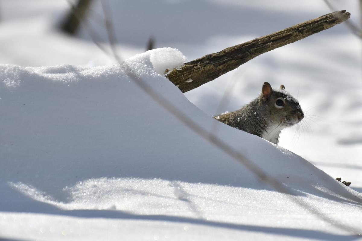 Grey squirrel peaks around snow mound.